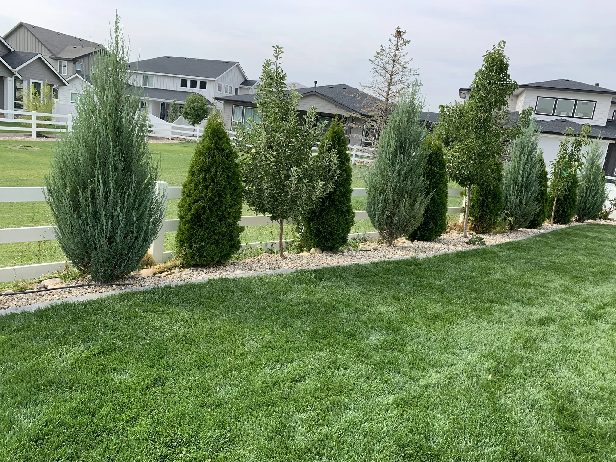 New lawn with a row of columnar evergreens and young trees along a white fence